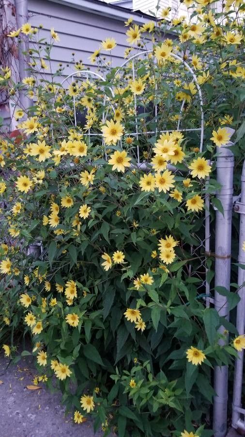 Helianthus grosseserratus flower