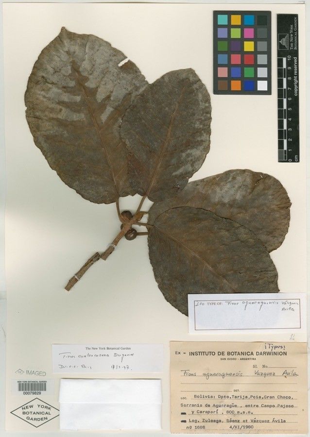 Ficus nymphaeifolia leaf