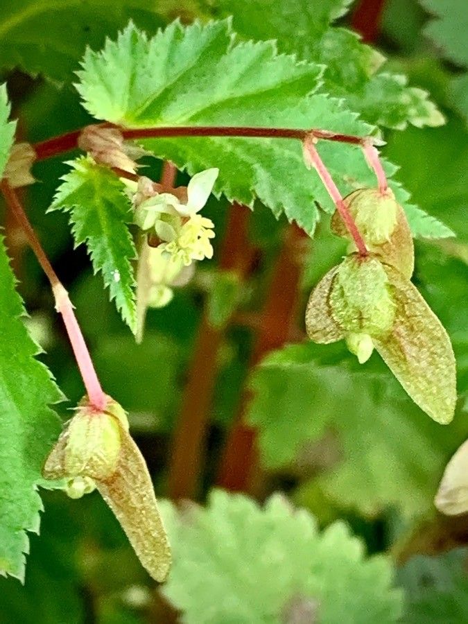 Begonia hirsuta flower