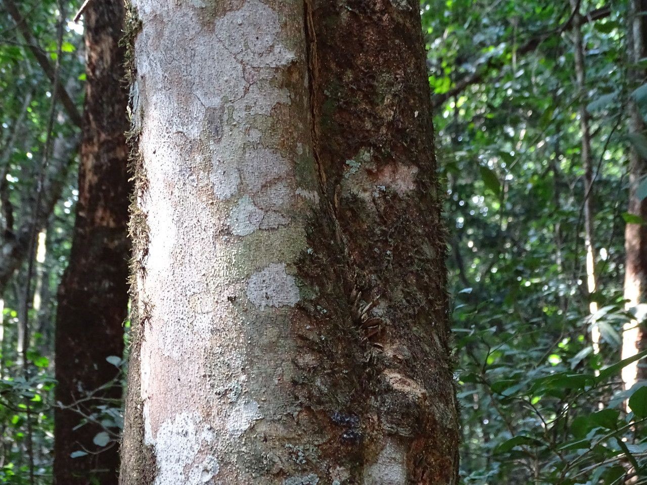 Vepris trichocarpa bark