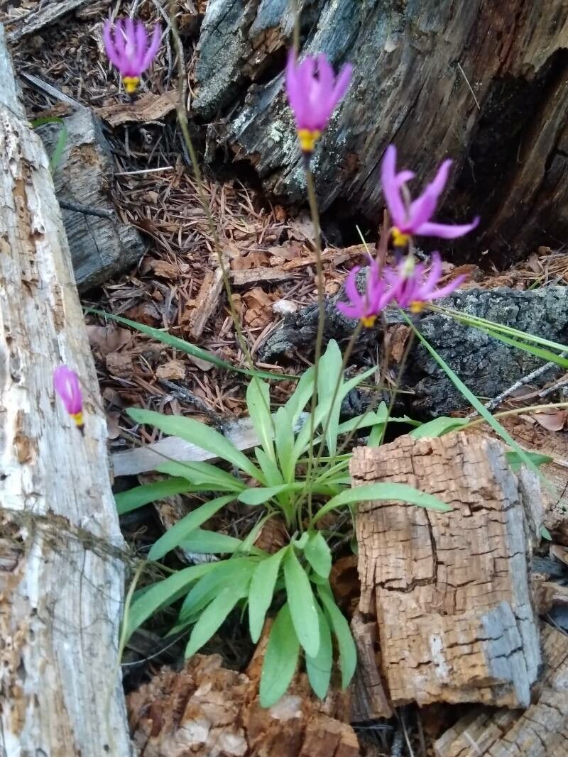 Dodecatheon pulchellum — search result for 'Primula'