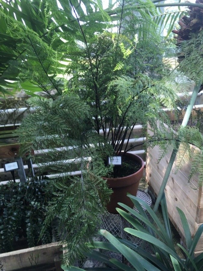 Asplenium bulbiferum habit