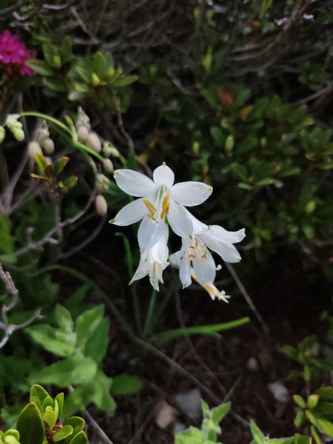 Paradisea liliastrum fruit