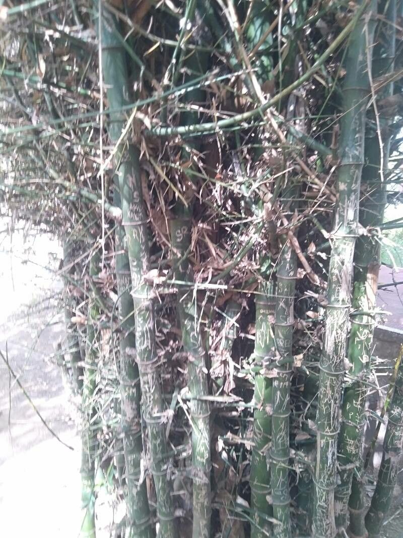 Guadua velutina — houseplant care guide