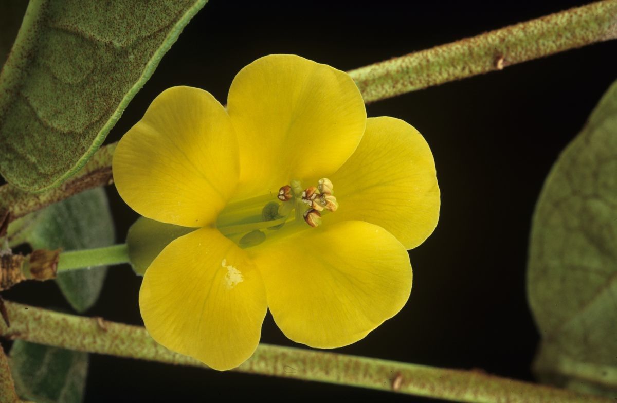 Rhododendron curviflorum — houseplant care guide