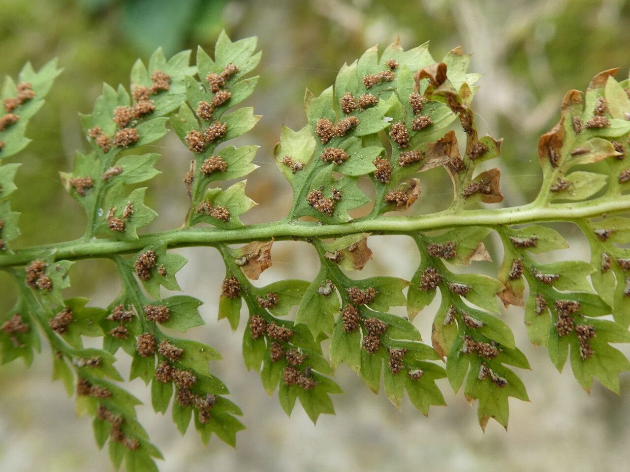 Asplenium fontanum fruit