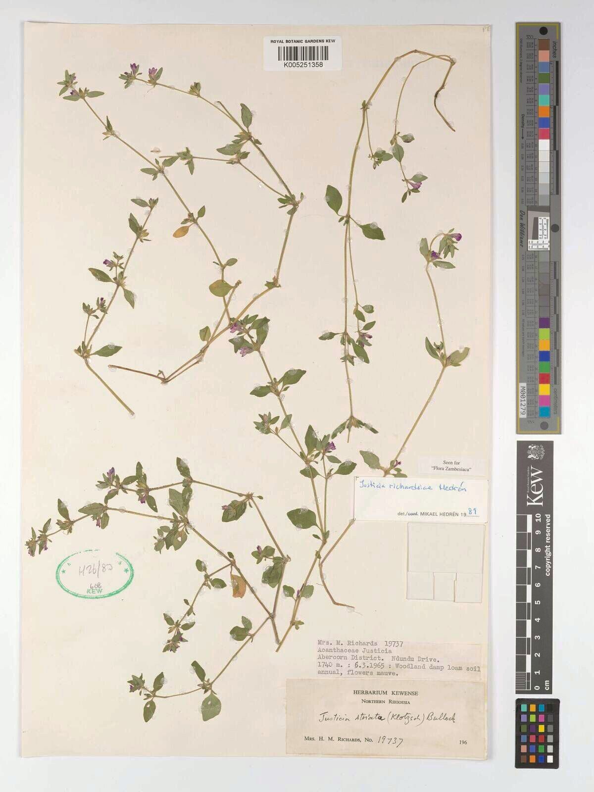 Justicia richardsiae — houseplant care guide