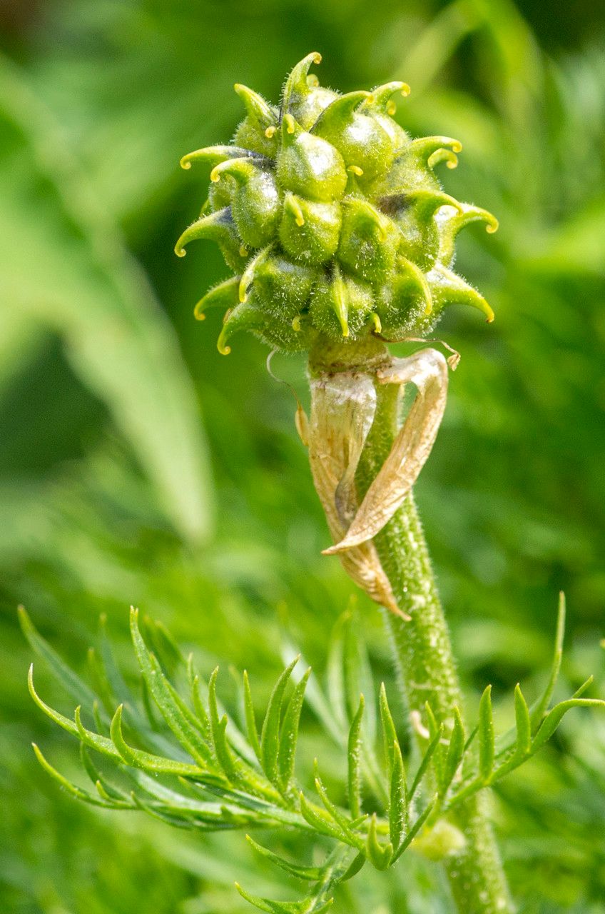 Adonis pyrenaica fruit