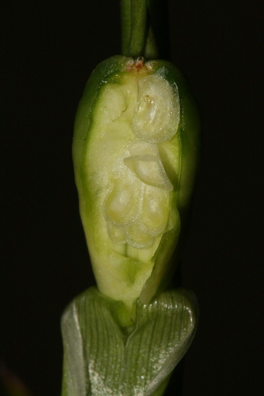 Gladiolus dubius fruit