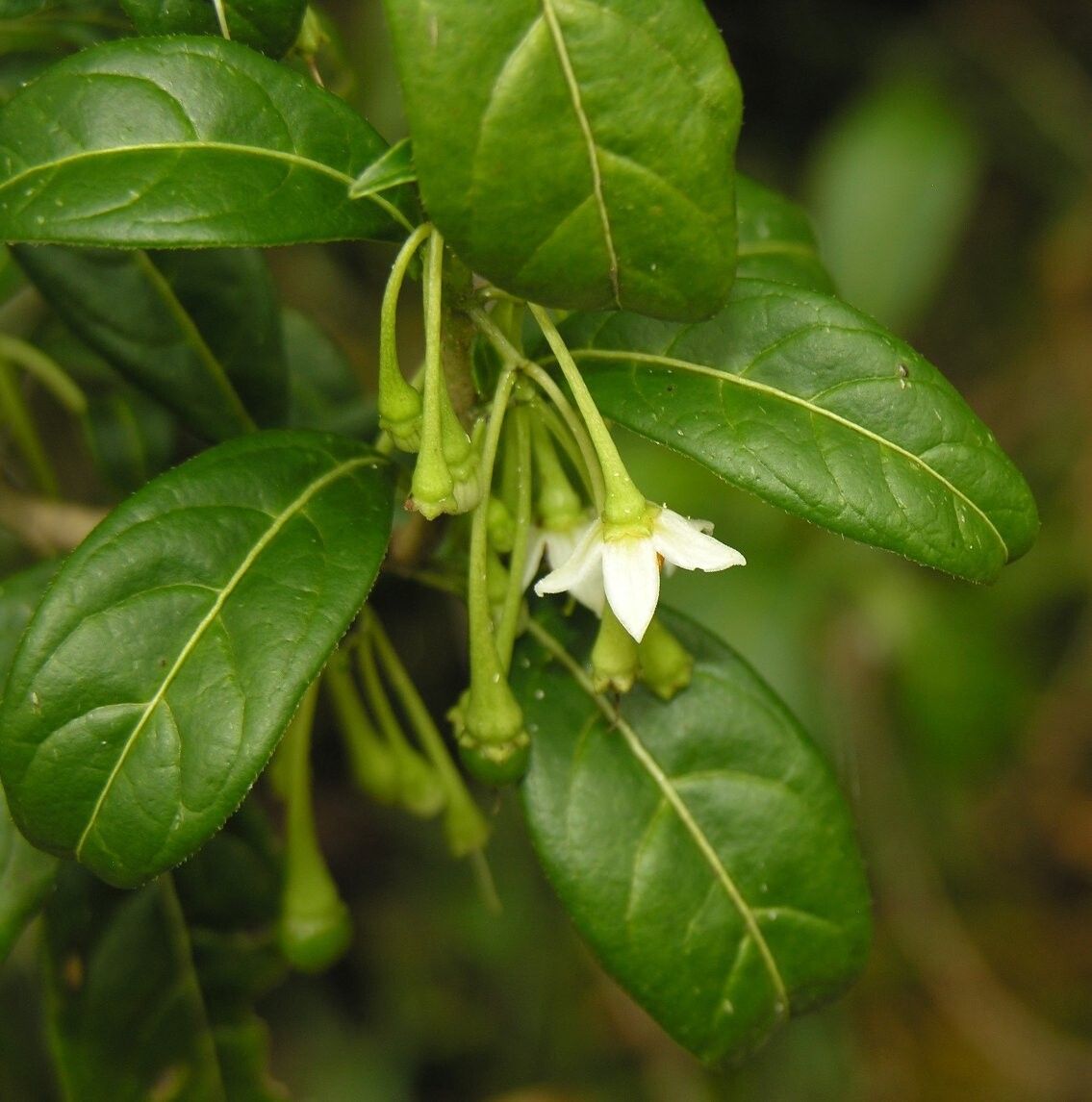 Solanum sumacaspi — houseplant care guide