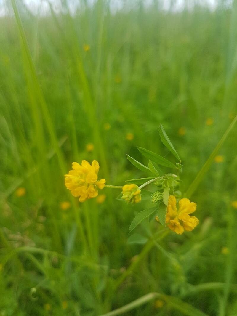 Trifolium patens flower