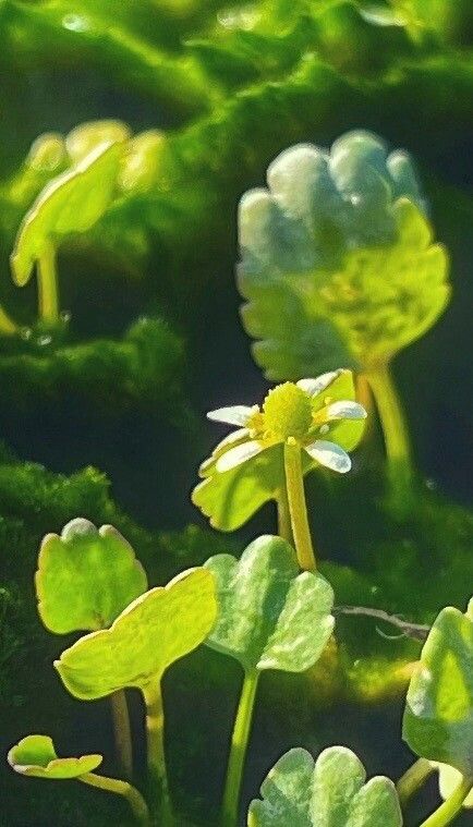 Halerpestes cymbalaria flower