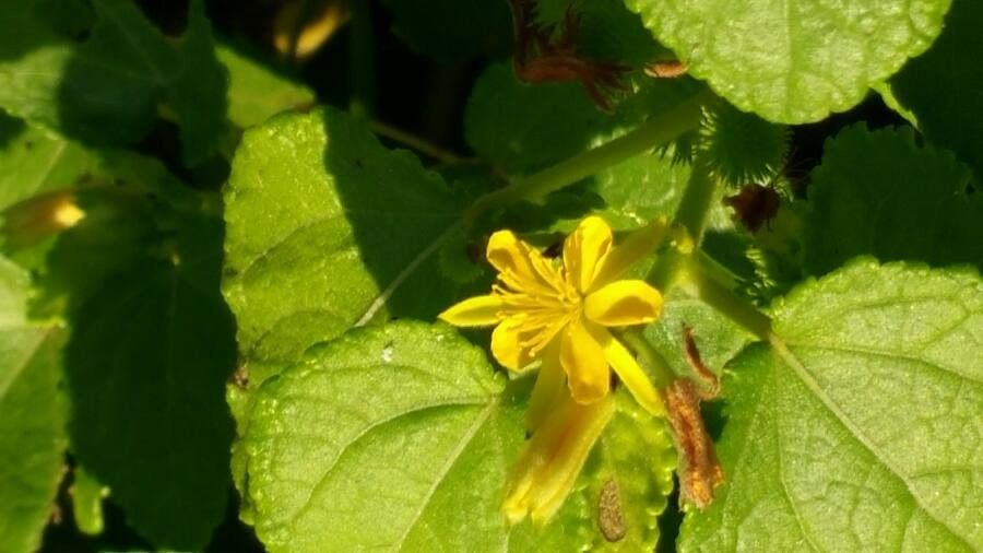 Triumfetta procumbens — houseplant care guide