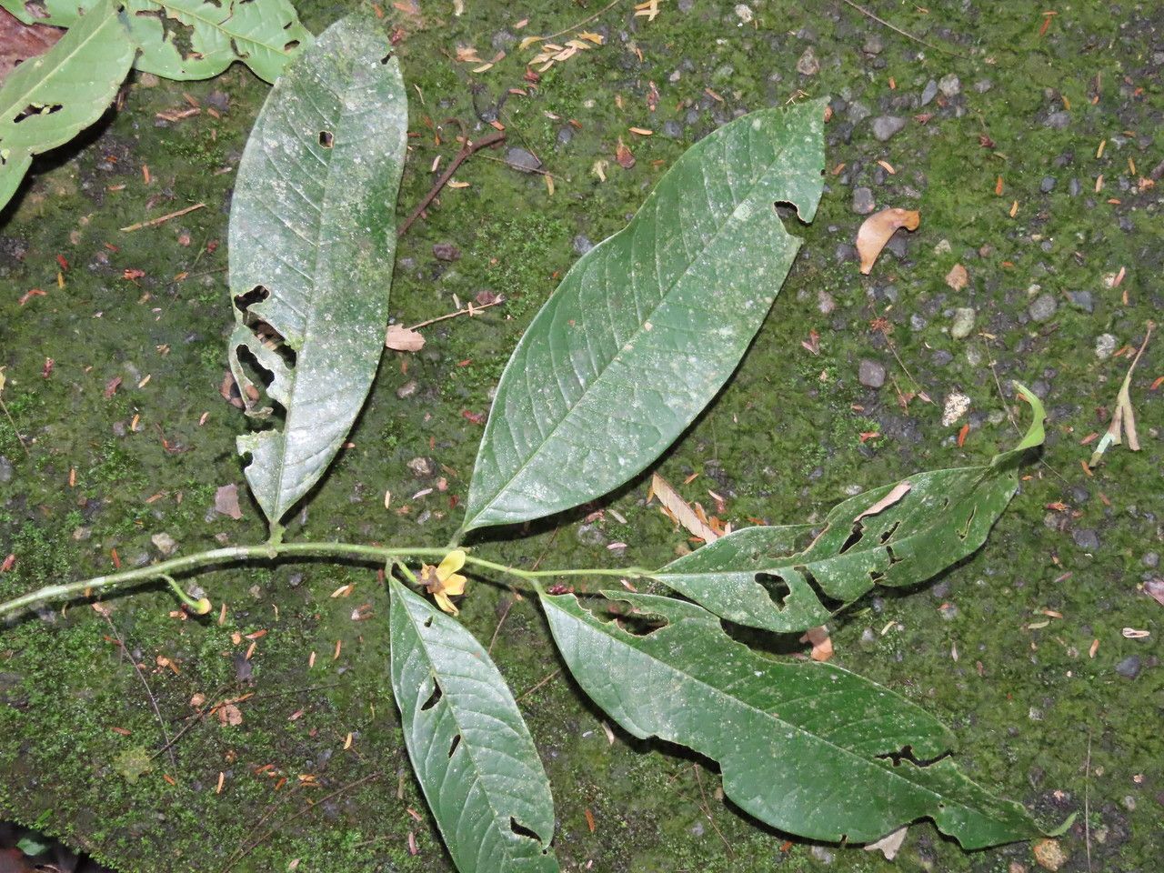 Guatteria amplifolia leaf
