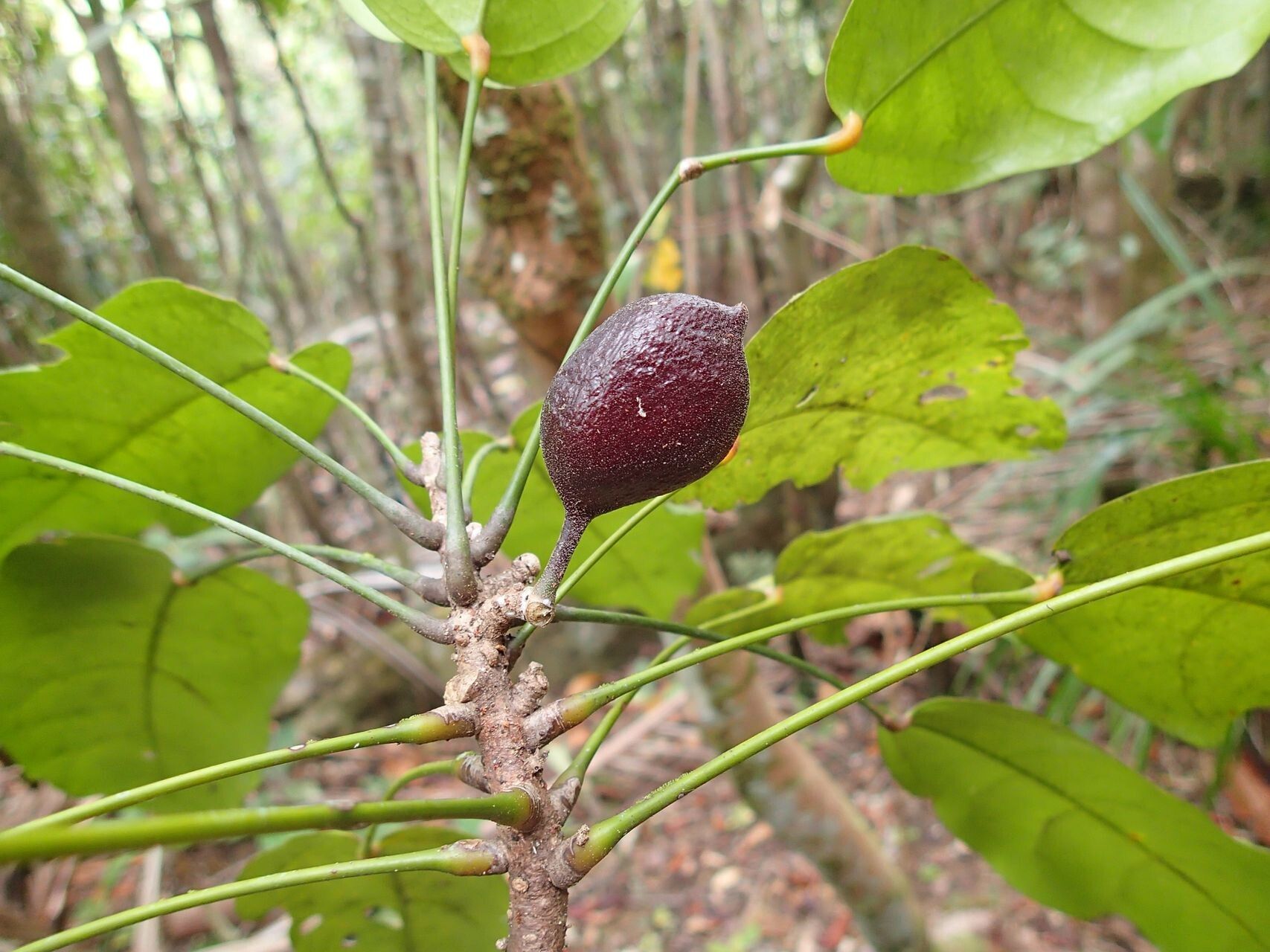 Acropogon schumanniana fruit
