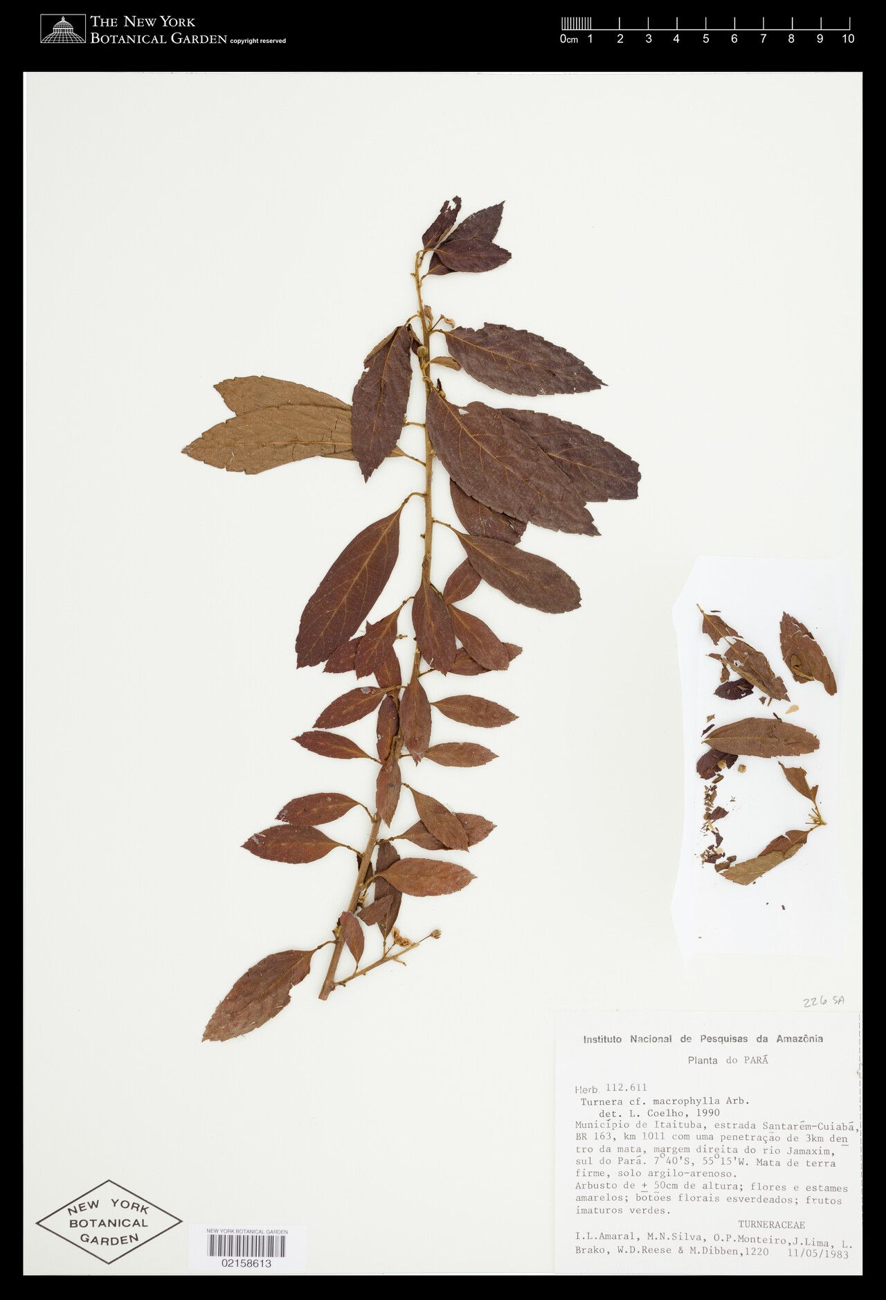 Turnera macrophylla — houseplant care guide