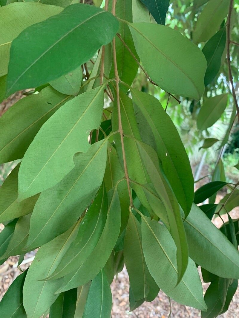 Eugenia ternatifolia leaf