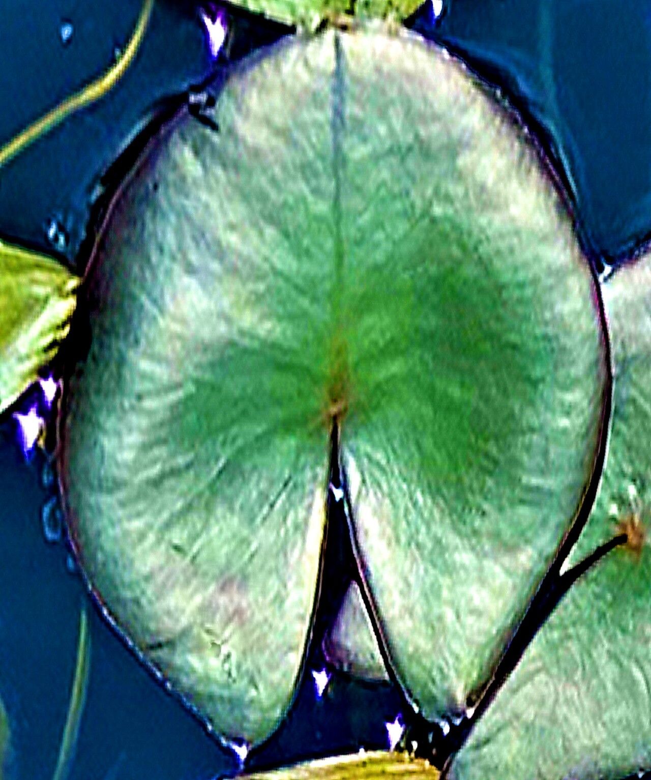 Nuphar microphylla — related species from the same genus