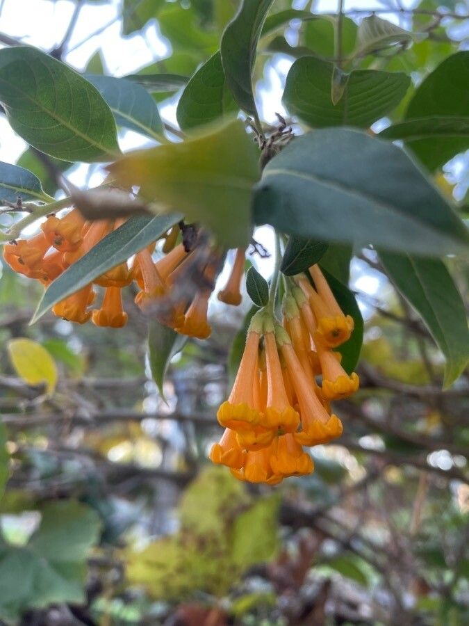 Cestrum aurantiacum flower