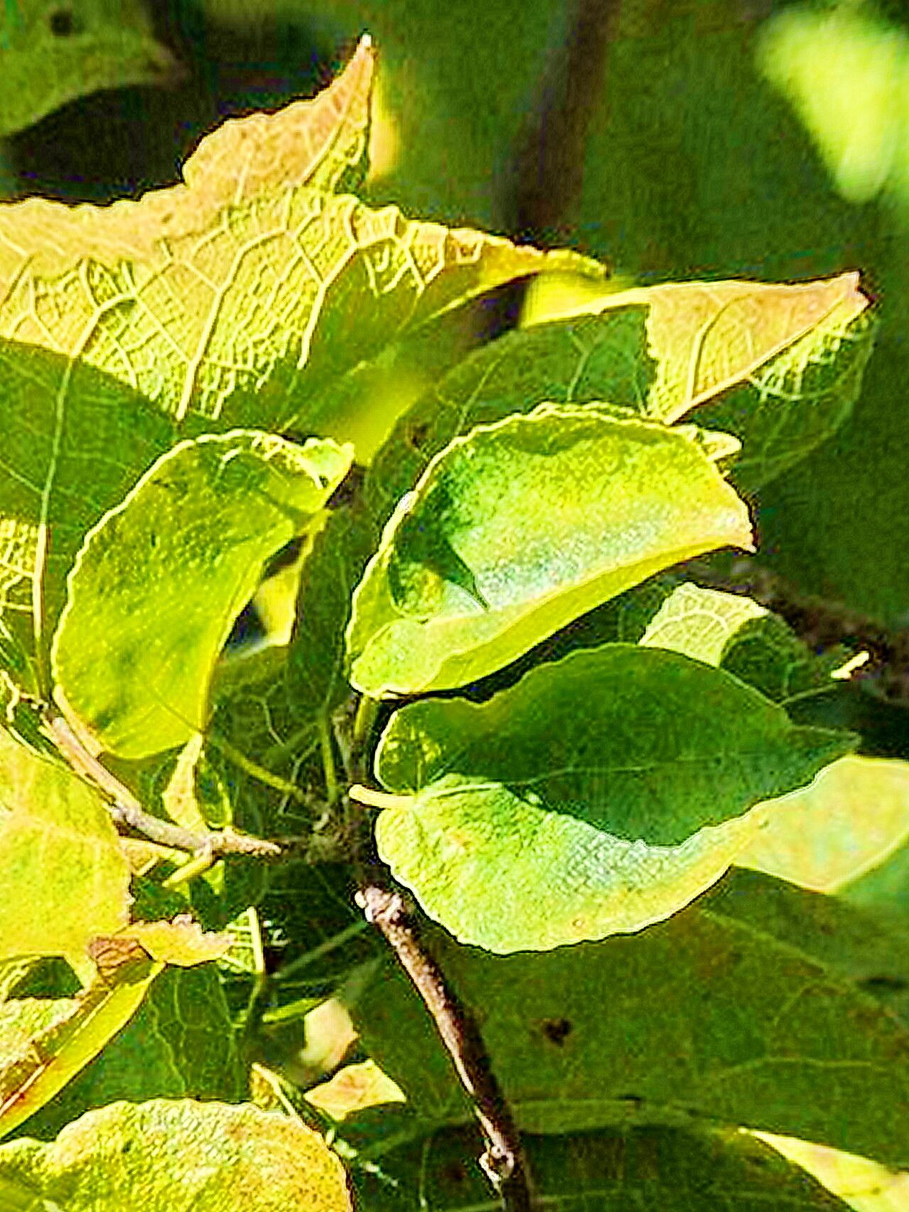 Thespesia gummiflua — related species from the same genus