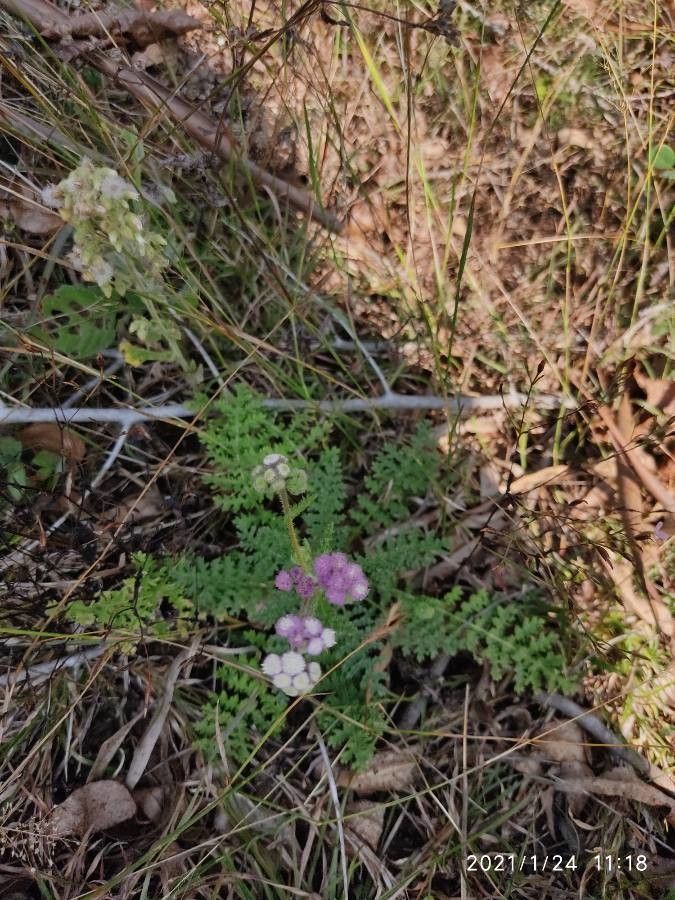 Cyathocline purpurea habit