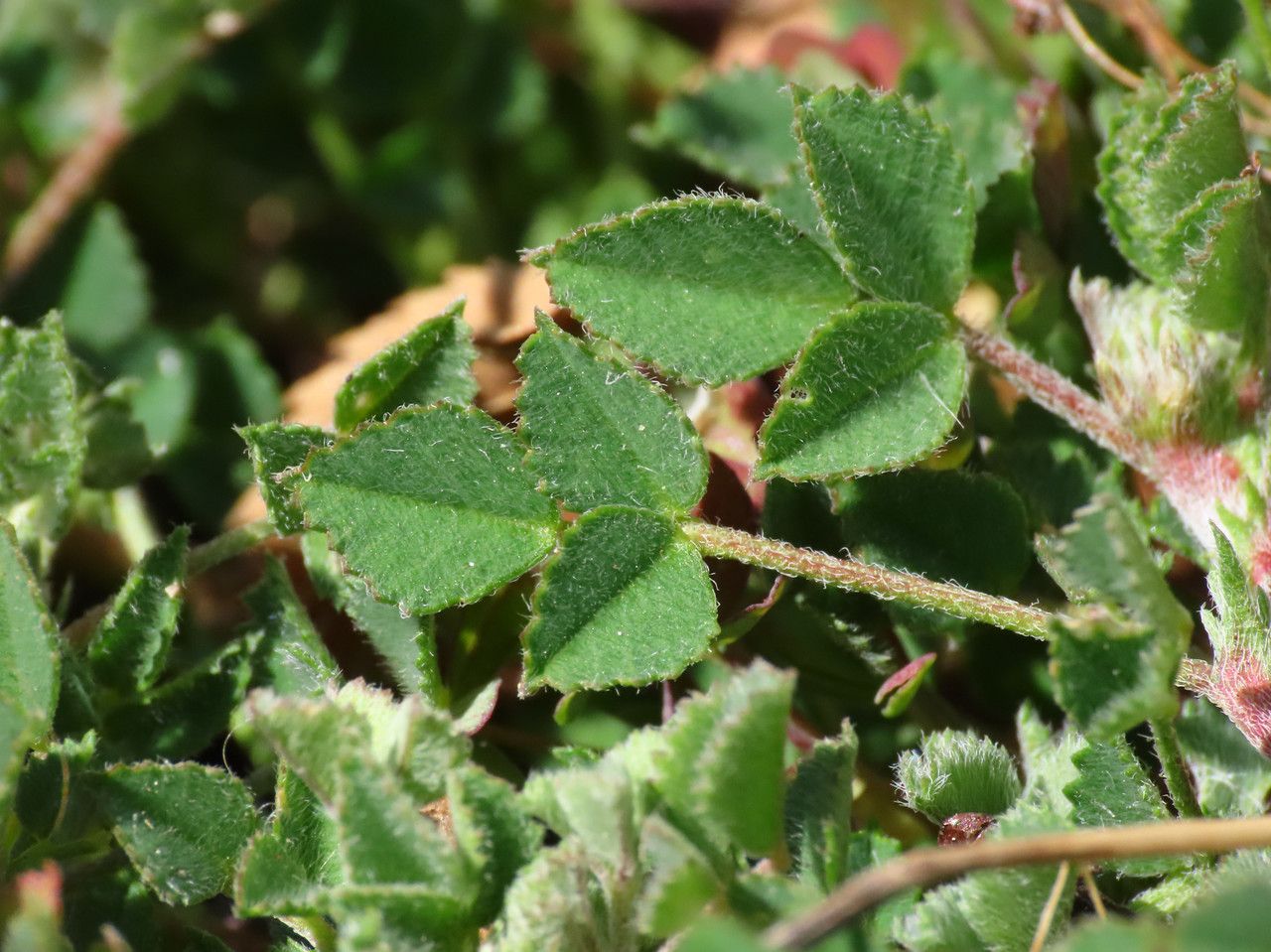 Medicago monspeliaca — search result for 'Medicago'