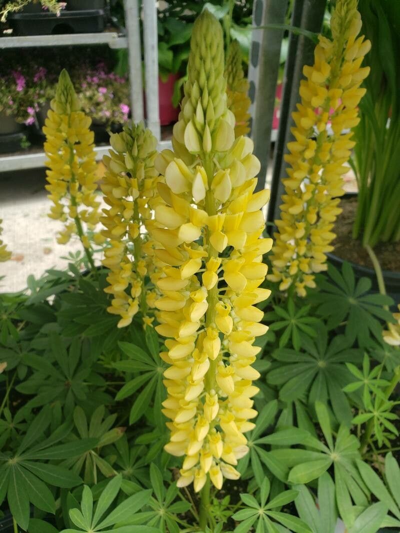 Lupinus arboreus flower