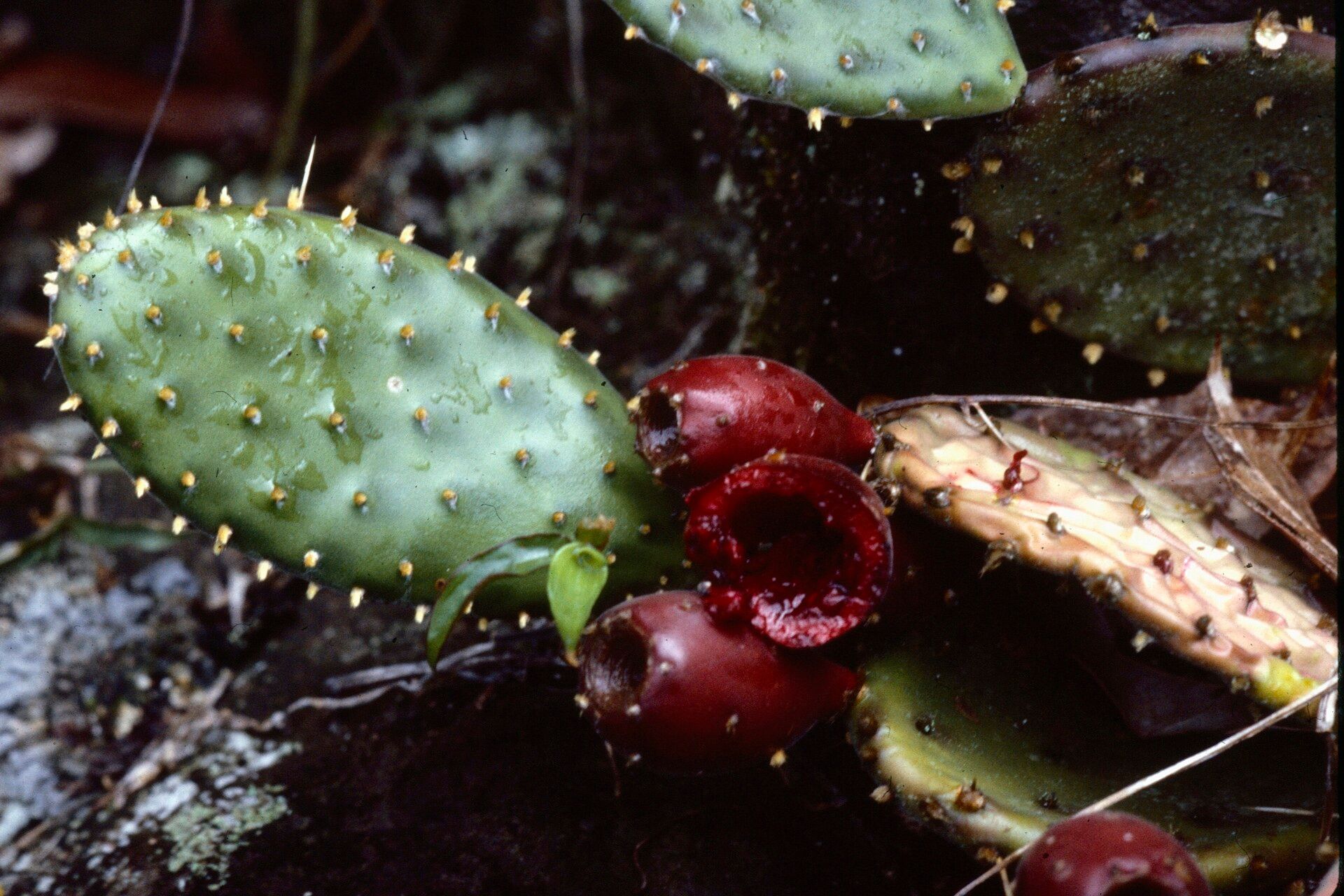 Opuntia decumbens fruit