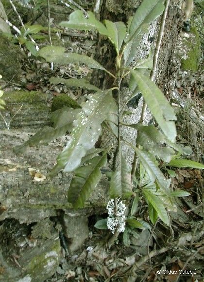 Ixora kuakuensis habit