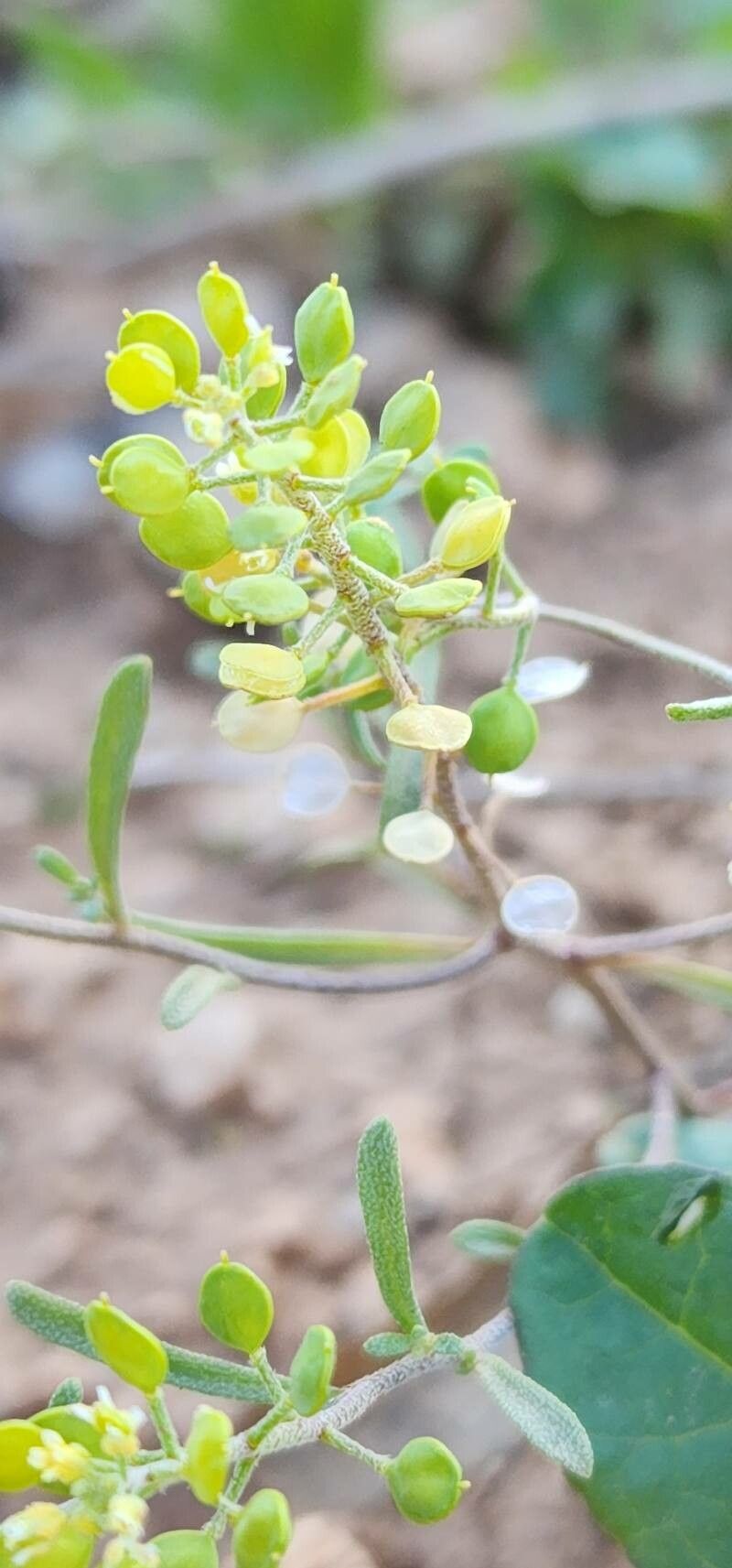 Meniocus linifolius fruit