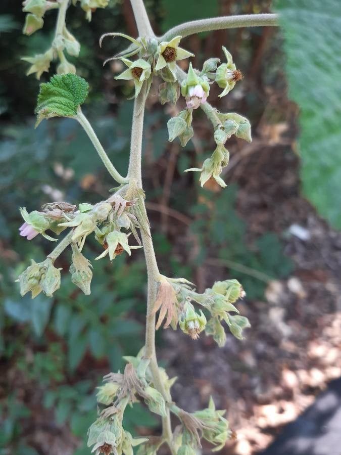 Rubus setchuenensis flower