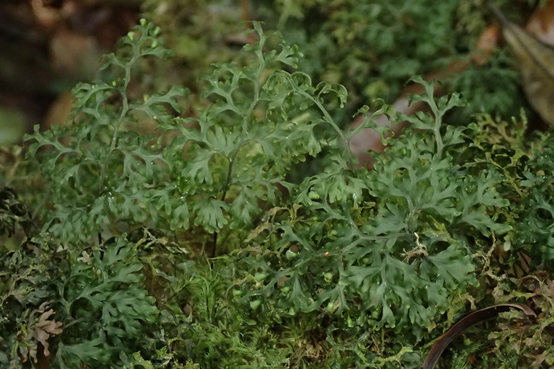 Hymenophyllum kuhnii habit