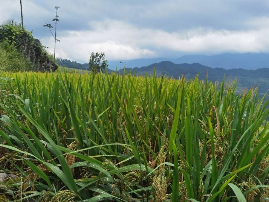 Oryza sativa — flood tolerant houseplant