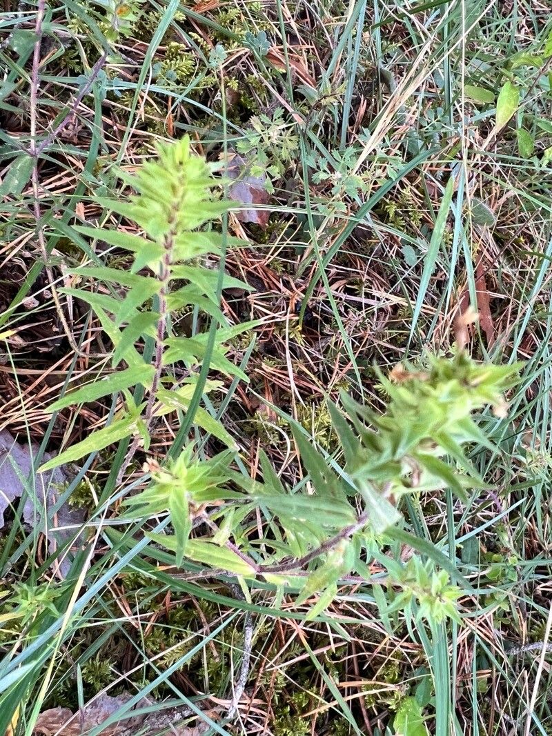 Odontites cebennensis leaf