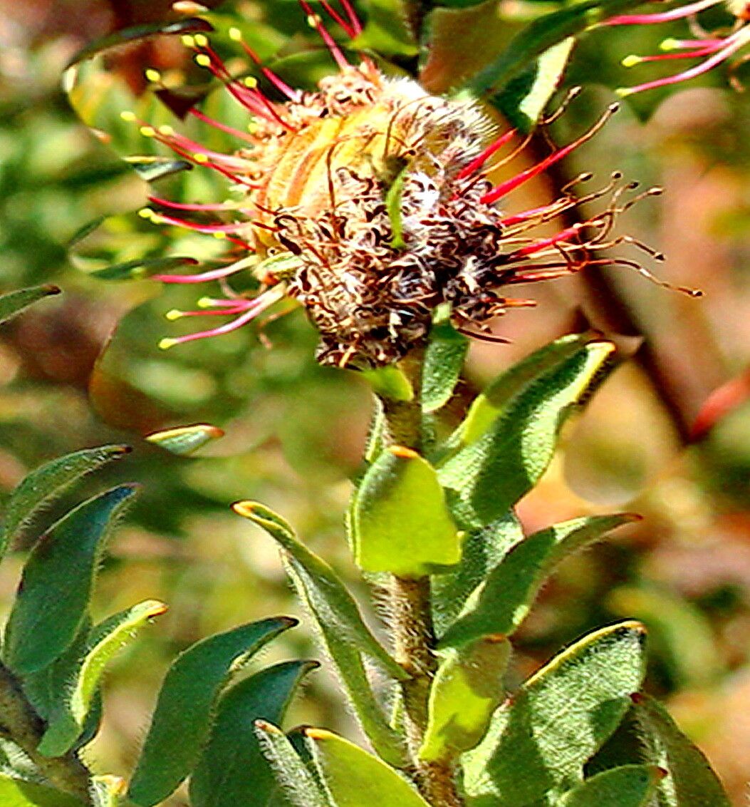 Leucospermum calligerum