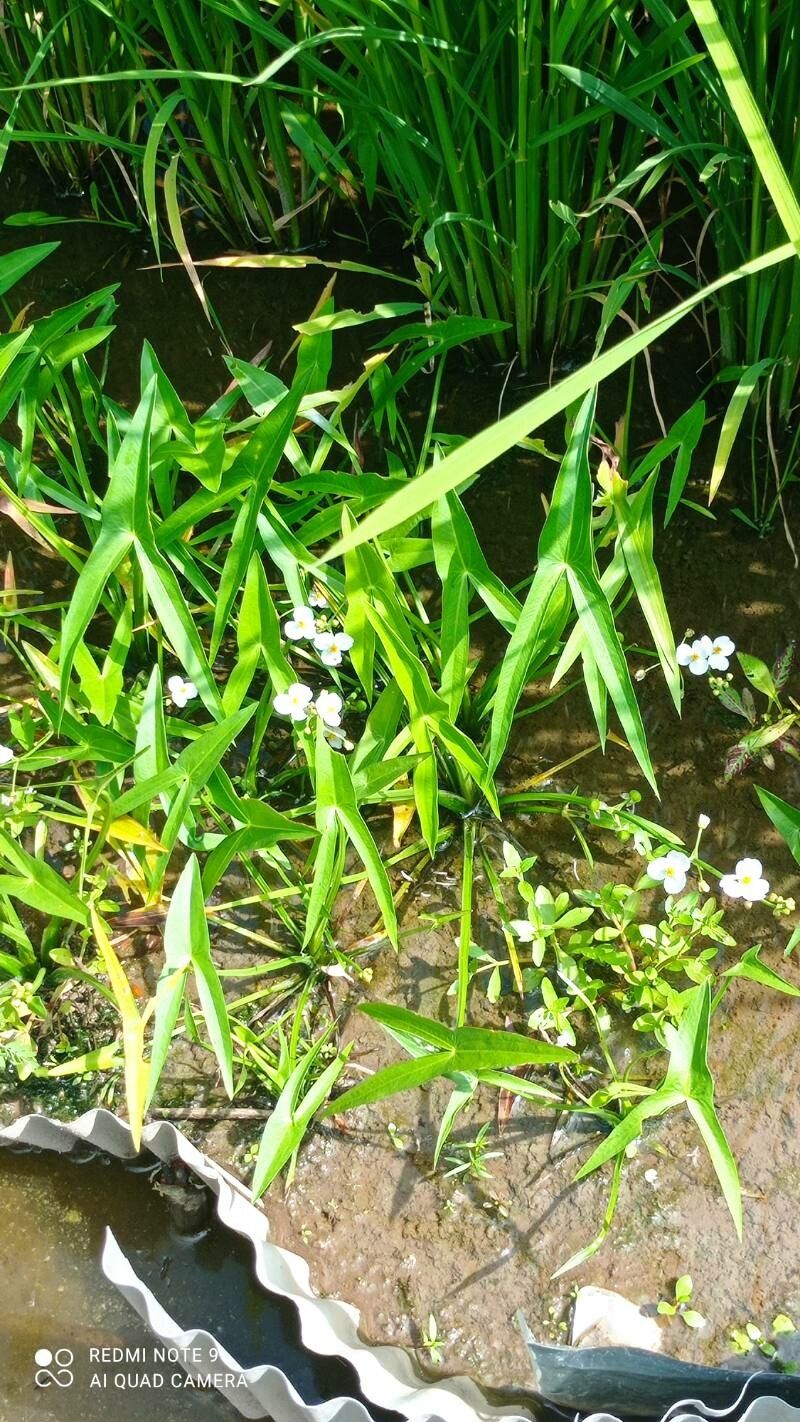 Sagittaria trifolia — search result for 'Sagittaria'