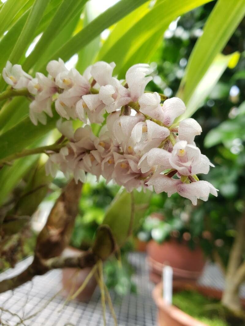Bryobium hyacinthoides flower