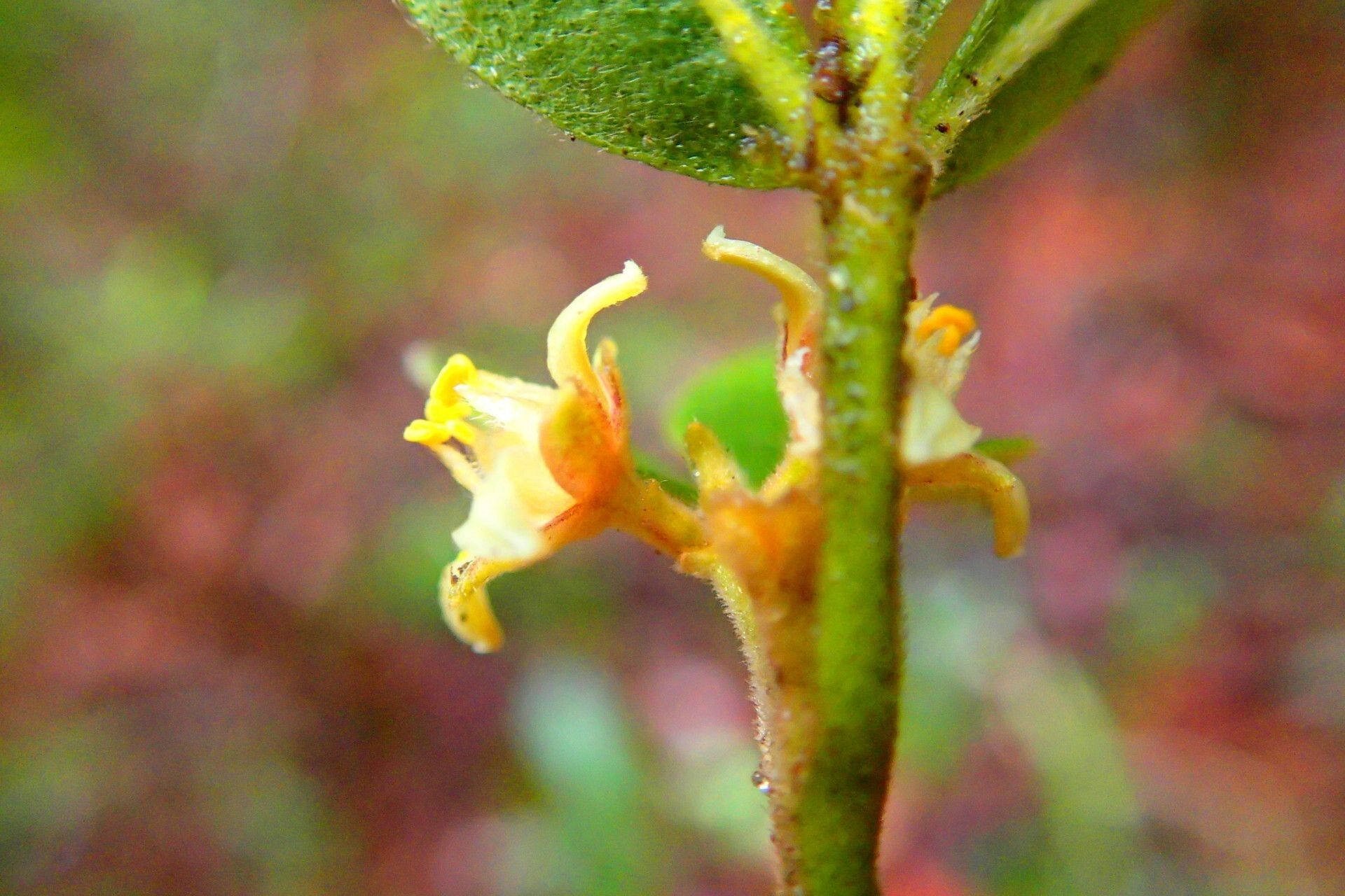 Melicope vieillardii flower