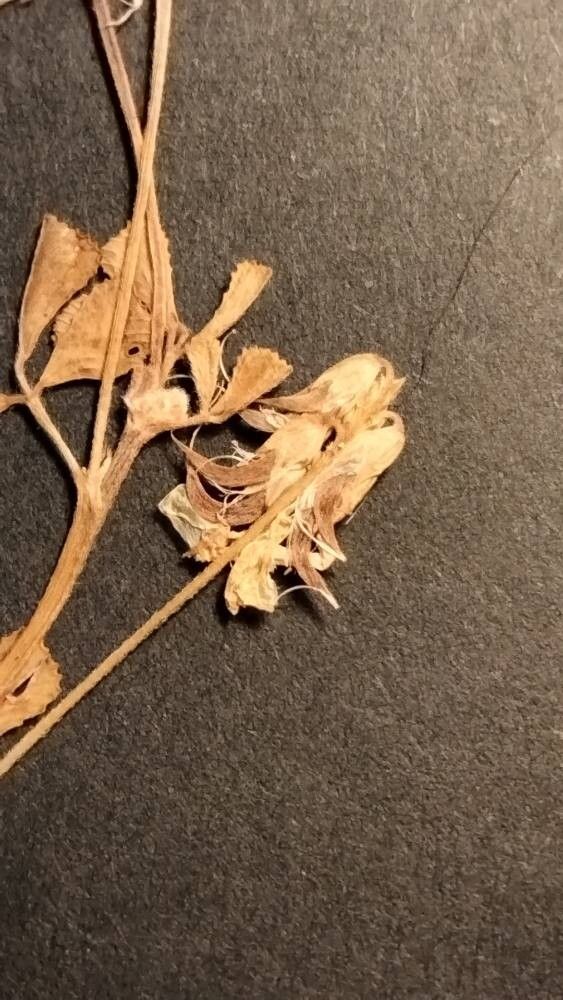 Trigonella lycica fruit