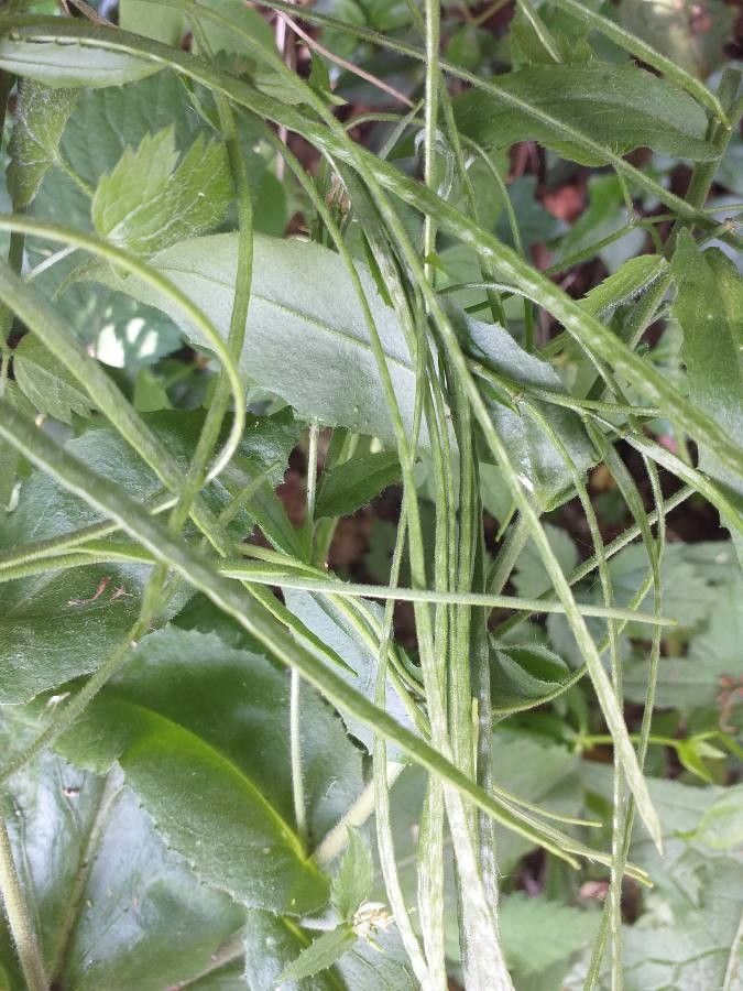 Pseudoturritis turrita fruit