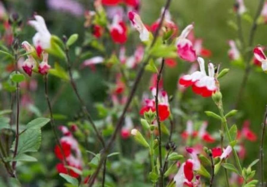 Salvia × jamensis flower