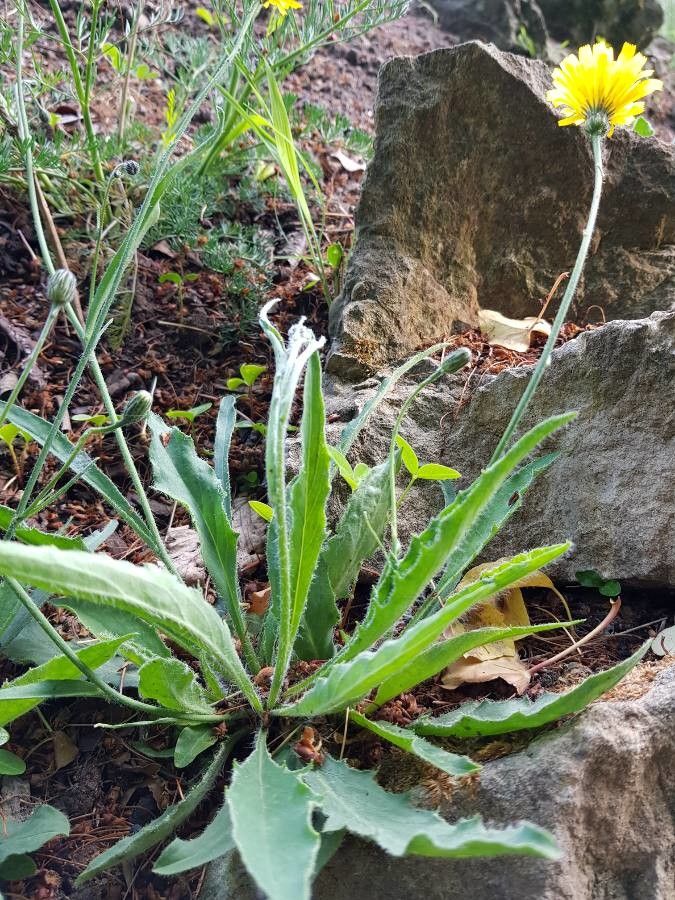 Hieracium franconicum habit