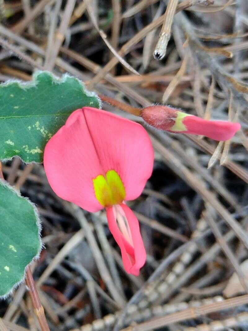 Kennedia prostrata flower