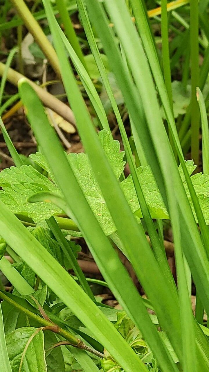 Narcissus cyclamineus — search result for 'Cyclamen'