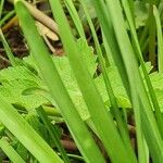 Narcissus cyclamineus