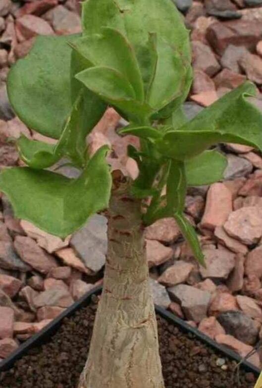 Uvaria glabra — houseplant care guide