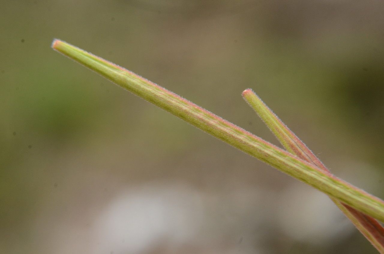 Epilobium collinum fruit