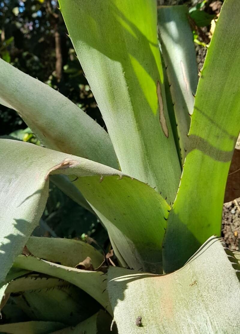 Aechmea bromeliifolia leaf