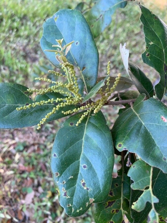 Quercus oleoides flower