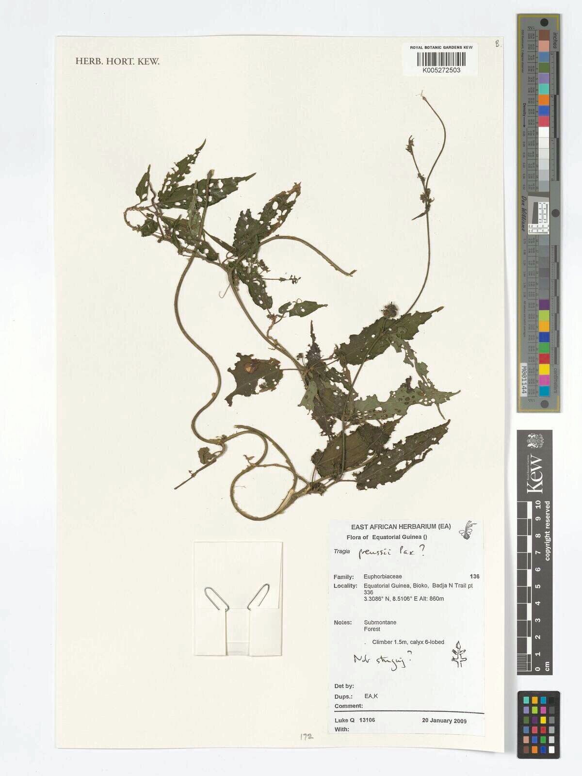 Tragia preussii — houseplant care guide